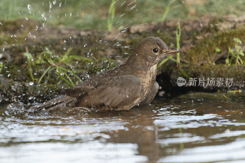 雌性乌鸫洗(Turdus merula)